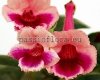 Mini Sinningia Seeds SIMSIM FAIRY QUEEN 